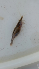 Atyaephyra desmarestii