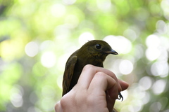 Schiffornis veraepacis