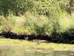 Actinemys marmorata pallida