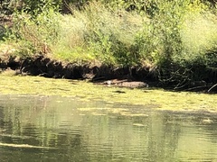 Actinemys marmorata pallida