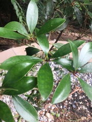 Ternstroemia
