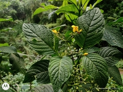 Deppea grandiflora