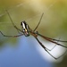 Leucauge argyra - Photo (c) Leticia, some rights reserved (CC BY-NC), uploaded by Leticia