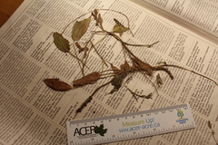 Potamogeton gramineus