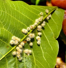 Caryomyia albipilosa