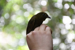 Schiffornis veraepacis