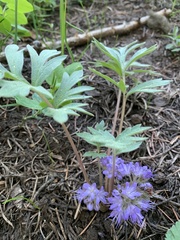 Hydrophyllum capitatum