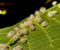 Caryomyia albipilosa