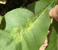 Caryomyia albipilosa