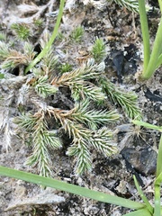 Selaginella sellowii