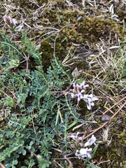 Astragalus tolucanus