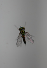 Condylostylus caudatus