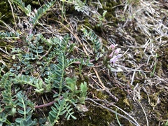 Astragalus tolucanus