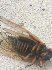 Magicicada septendecim