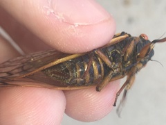 Magicicada septendecim