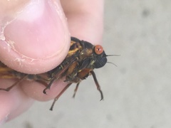 Magicicada septendecim