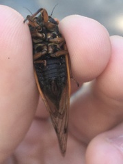 Magicicada cassinii
