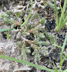 Selaginella sellowii