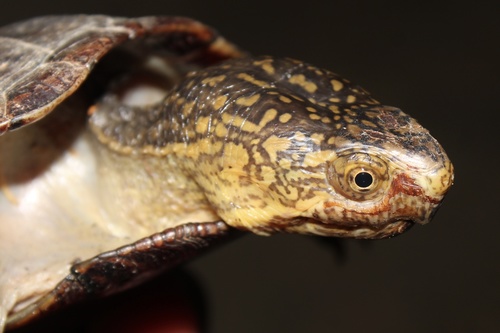 Eastern Mud Turtle, photo 9 of 10