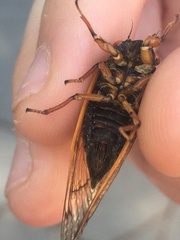 Magicicada cassinii