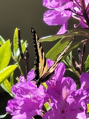 Papilio rutulus
