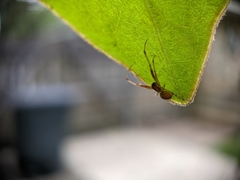 Anelosimus studiosus