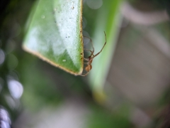 Anelosimus studiosus