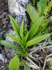 Platanthera huronensis