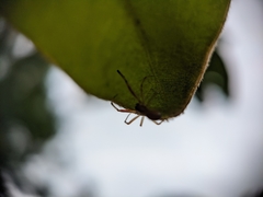 Anelosimus studiosus