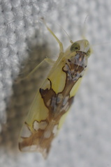 Protalebrella conica