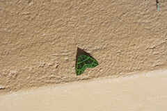 Spargania flavolimbarioides