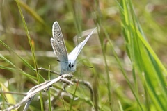 Polyommatus icarus