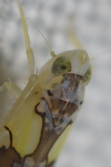 Protalebrella conica