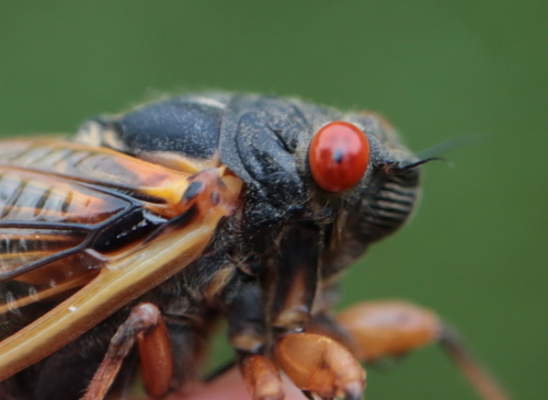 Cassin's 17-year Cicada