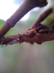 Enchenopa pachycornuta