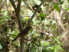 Cyanocompsa parellina