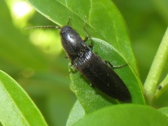 Ectinus aterrimus