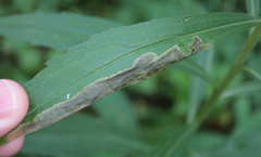 Nemorimyza posticata