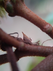 Enchenopa pachycornuta