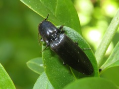 Ectinus aterrimus