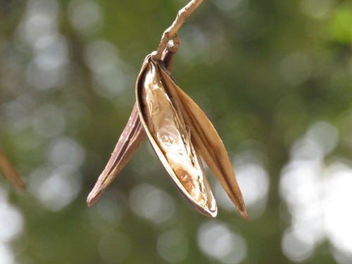 Delostoma