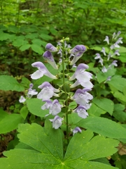 Scutellaria serrata