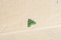 Spargania flavolimbarioides