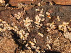 Cortaritermes fulviceps