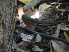 Aspidoscelis guttatus