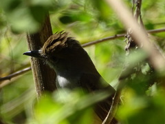 Myiarchus tuberculifer