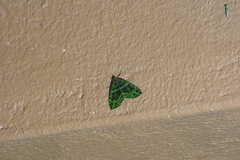 Spargania flavolimbarioides