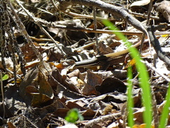 Aspidoscelis guttatus