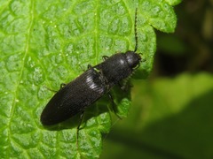 Ectinus aterrimus