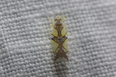 Protalebrella conica